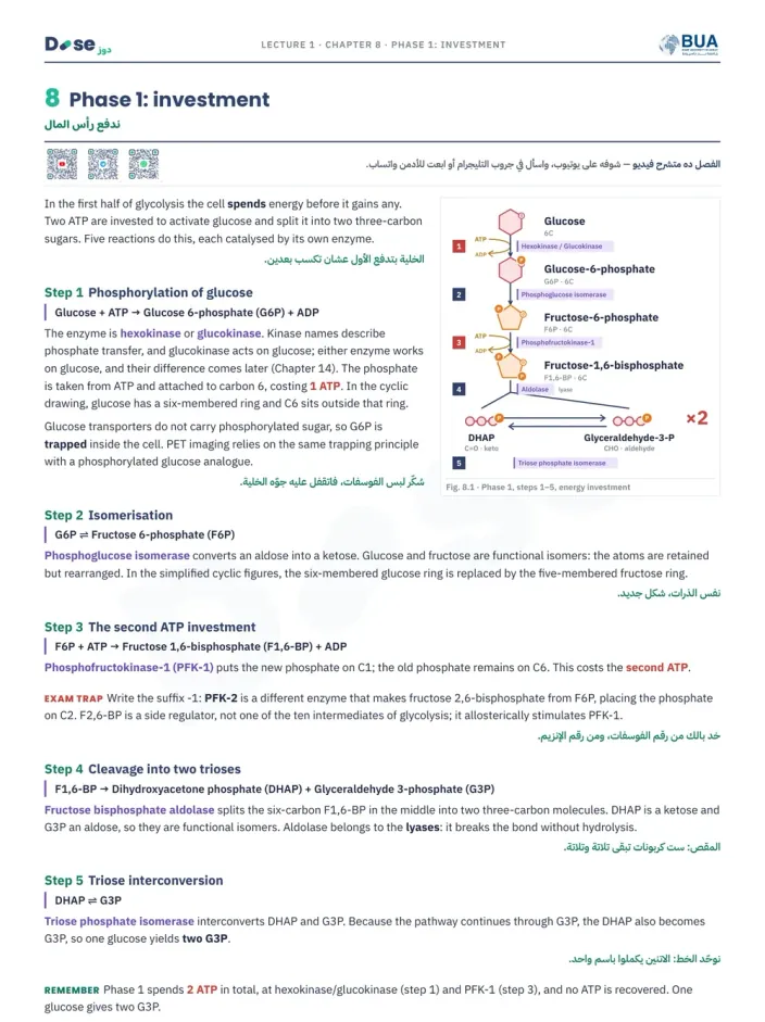 صفحة شرح المرحلة الأولى من Glycolysis في الكتاب